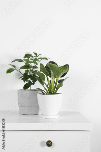 Beautiful plants in pots on white chest of drawers indoors. House decor