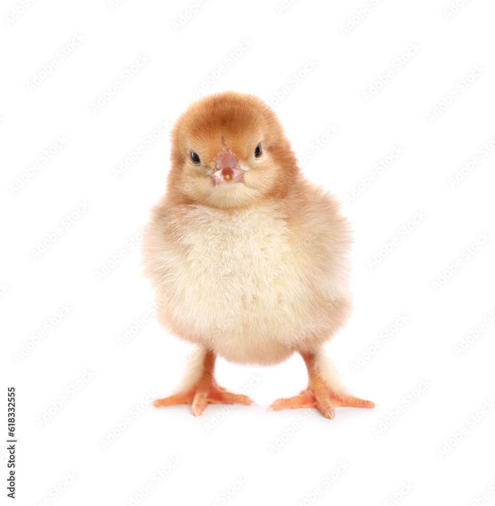 Cute fluffy baby chicken on white background Cute fluffy baby chicken on white background
