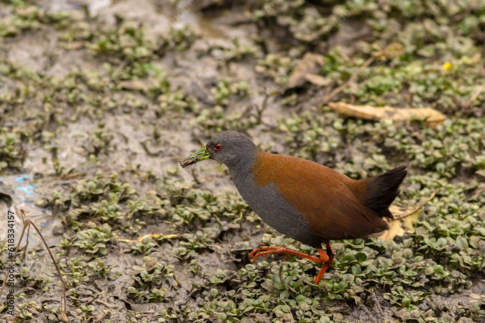 Black tailed Crake bird with selective focus on subject and blur background Black tailed Crake bird with selective focus on subject and blur background