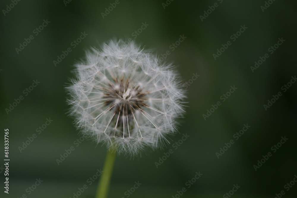 Taraxacum officinale: a beleza e a curiosidade científica do Dente-de-leão.