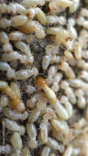 Termite Infestation: Understanding the Destructive Impact of Wood-Eating Insects in Homes and Structure
