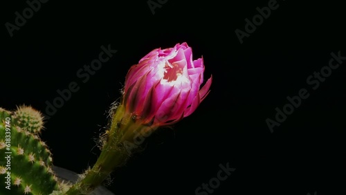 Lobivia Cactus Flower Blossom, Small cactus in a flowerpot on the black background