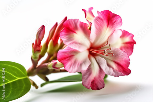Pink red flower Adenium obesum with green leaves isolated on white background. Close-up shot.