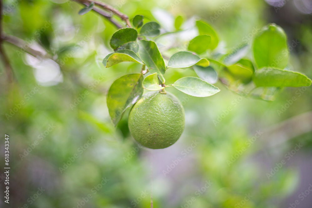 Lime fruit on tree in the garden with green leaf background.