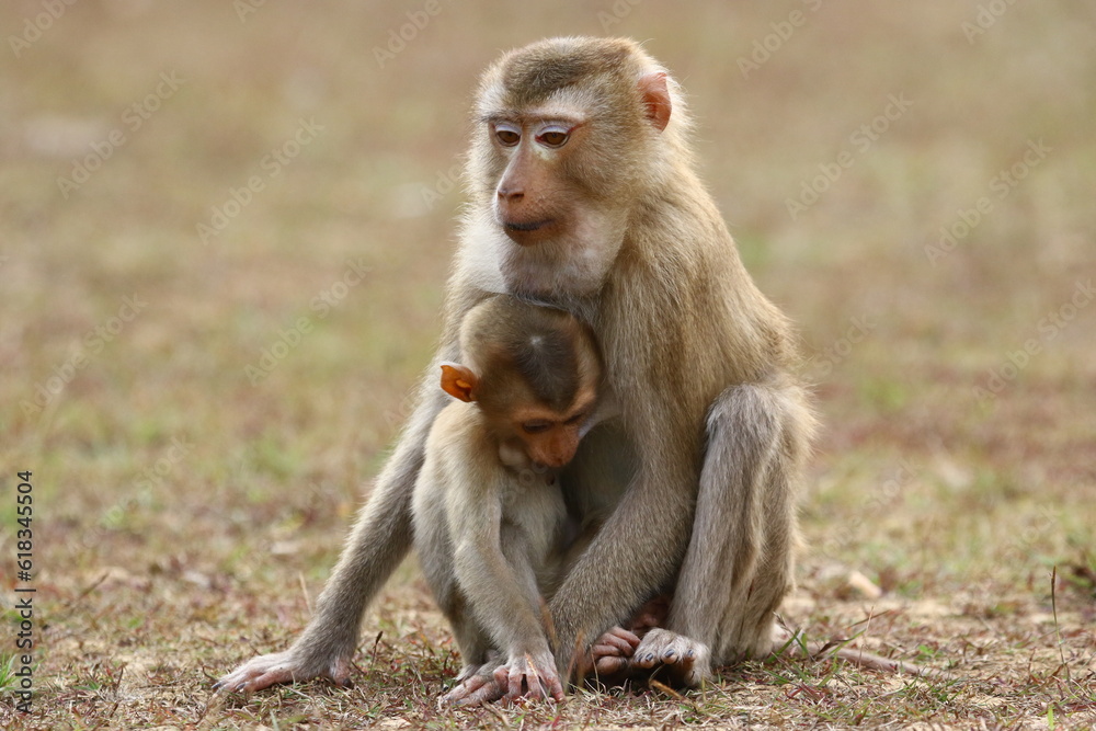 Baby monkey with his caring mother	
