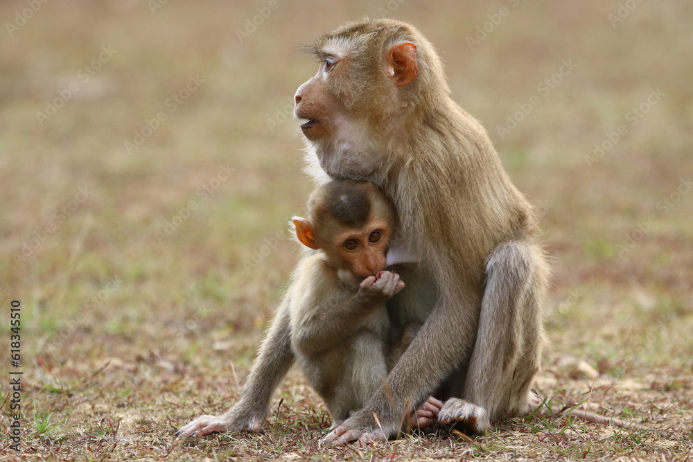 Baby monkey with his caring mother Baby monkey with his caring mother