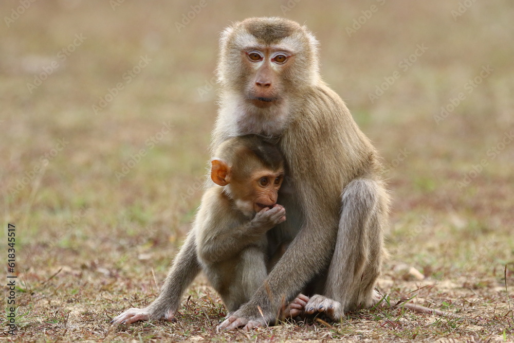Naklejka premium Baby monkey with his caring mother