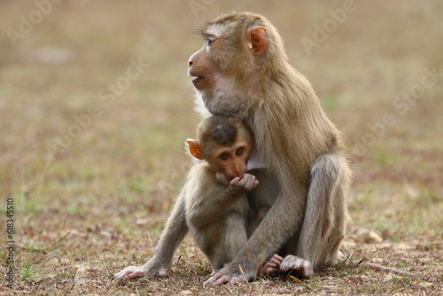Baby monkey with his caring mother © pixtawan
