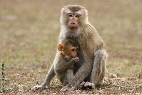 Baby monkey with his caring mother