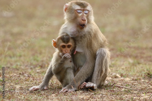 Baby monkey with his caring mother	
