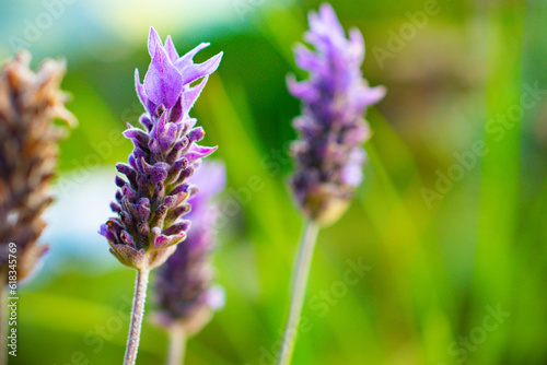 Lavender or lavender flowers highlighted. Selective focus.