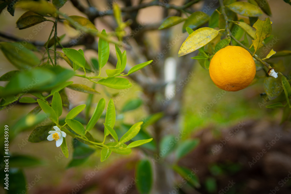 Orange tree with a fully ripe orange prominently featured and an orange blossom. Selective focus