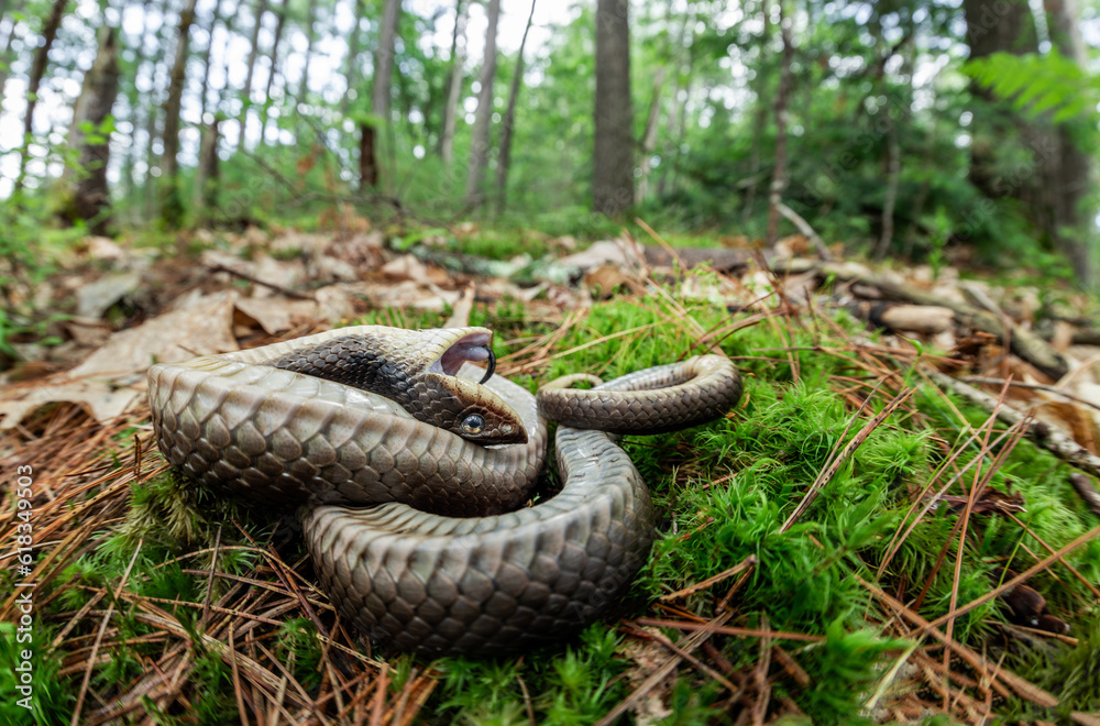 Male eastern hognose snake playing dead as part of its defensive strategy -Massachusetts Male eastern hognose snake playing dead as part of its defensive strategy -Massachusetts