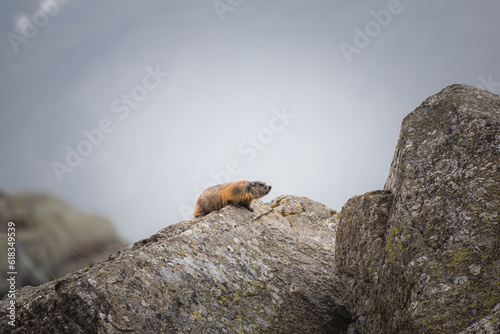 Cute marmot on a mountain
