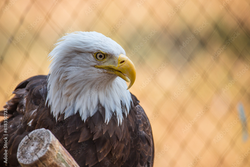 Fototapeta premium A bold eagle standing on a tree truck ready to fly