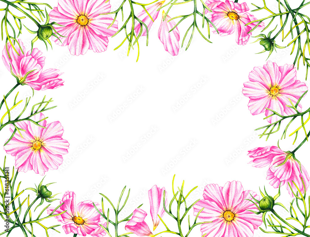Frame of cosmos flowers isolated on a white background