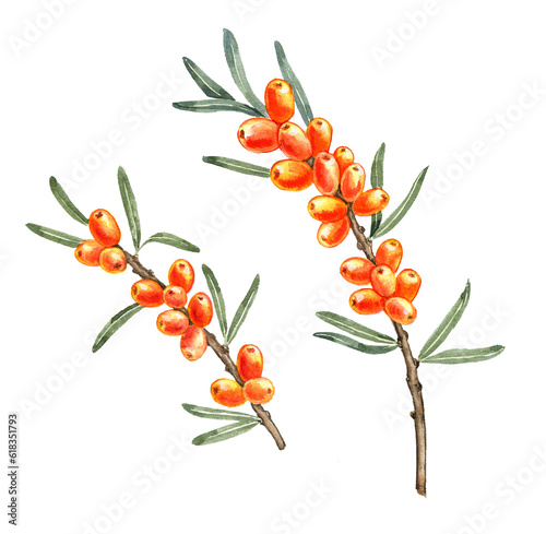 branches of sea buckthorns with orange berries and green leaves isolated at white background, hand drawn illustration