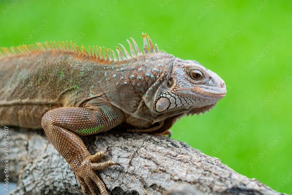 lizard, animal, green lizard with blur background lizard, animal, green lizard with blur background