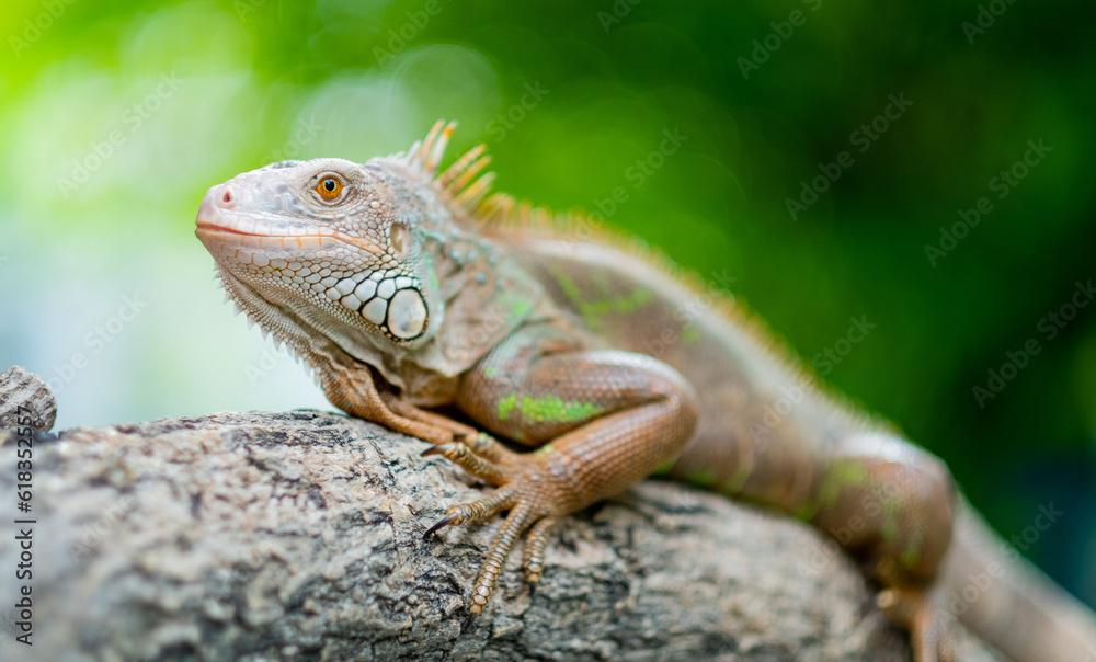 lizard, animal, green lizard with blur background lizard, animal, green lizard with blur background
