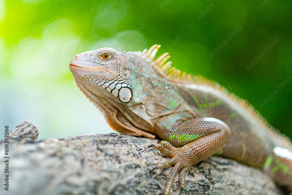 Fototapeta premium lizard, animal, green lizard with blur background