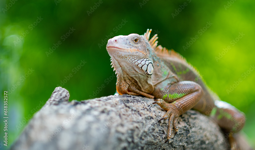 lizard, animal, green lizard with blur background lizard, animal, green lizard with blur background