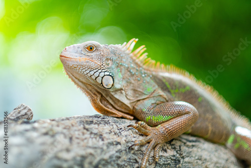 lizard, animal, green lizard with blur background