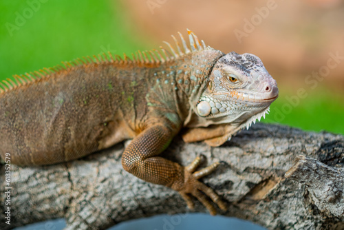 Fototapeta Naklejka Na Ścianę i Meble -  lizard, animal, green lizard with blur background