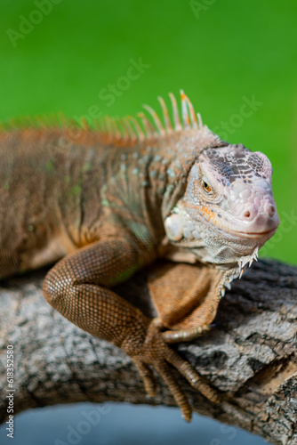 lizard, animal, green lizard with blur background