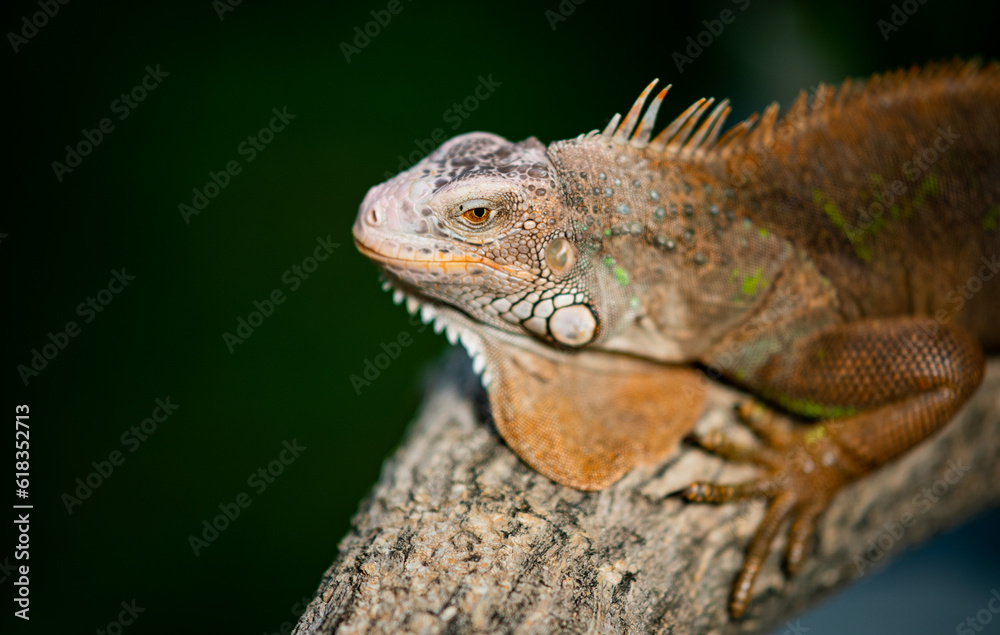 lizard, animal, green lizard with blur background lizard, animal, green lizard with blur background