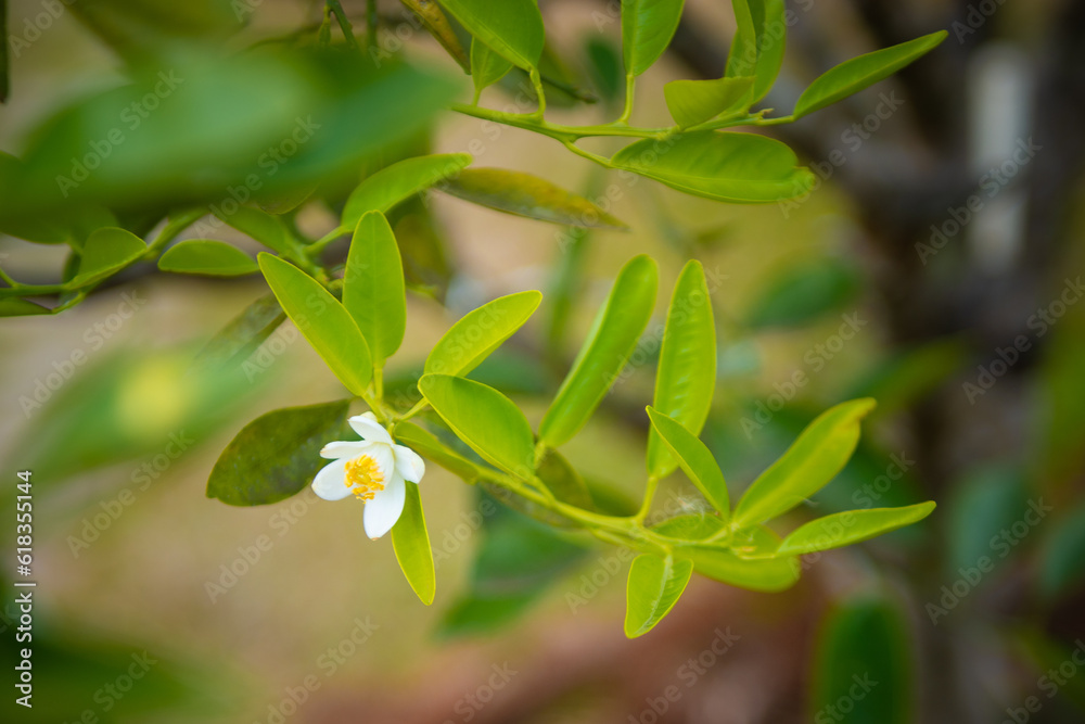 Orange flower highlighted on a branch with several leaves. Selective focus. Orange flower highlighted on a branch with several leaves. Selective focus.
