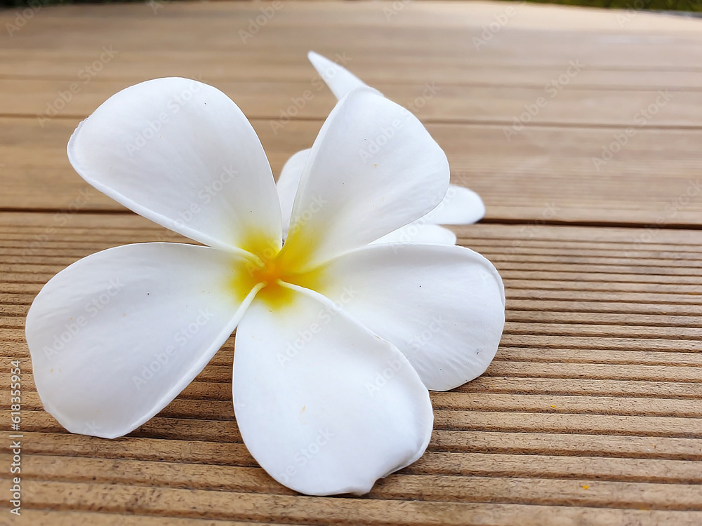 White frangipani flowers on wood at swimming pool White frangipani flowers on wood at swimming pool