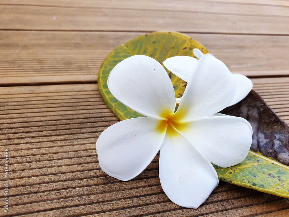 White frangipani flowers on wood at swimming pool White frangipani flowers on wood at swimming pool