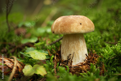 Wild Boletus mushroom growing in a forest