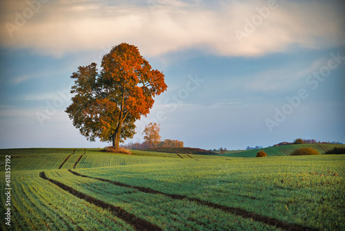 Agriculture field with lush tree standing in the middle