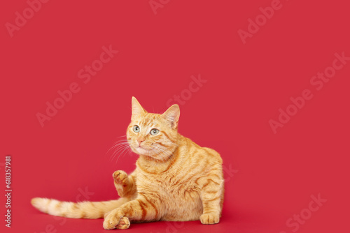 Cute ginger cat lying on red background © Pixel-Shot