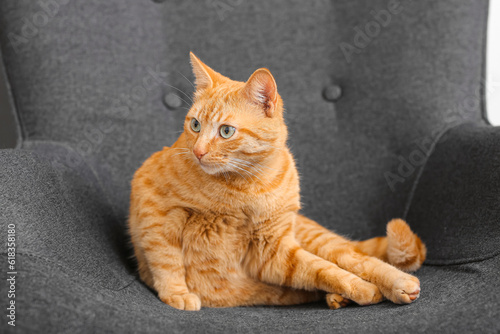 Cute ginger cat on armchair at home, closeup