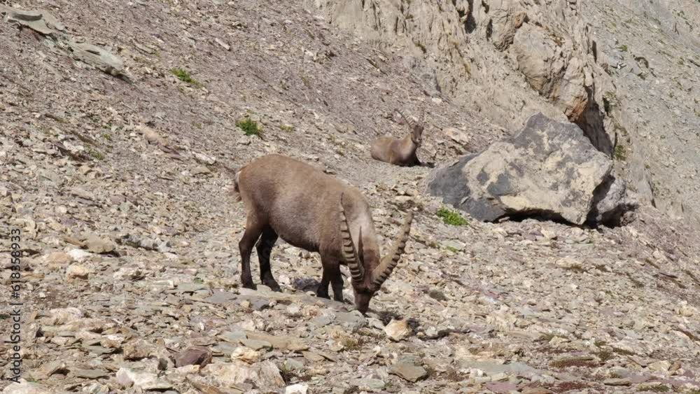 ibex with its herd on a mountain slope hanging out, telephoto shot ibex with its herd on a mountain slope hanging out, telephoto shot