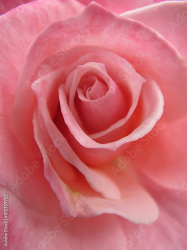 pink rose close up
