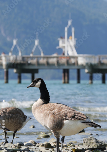 Canadian Goose standing on the beach at Porteau Cove Provincial Park, British Columbia, Canada photo