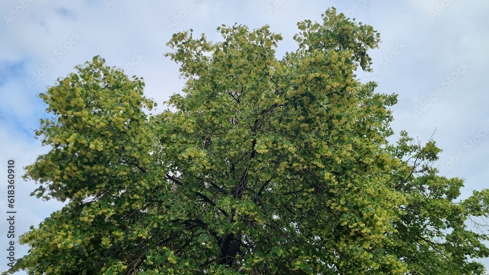 green tree branches against sky