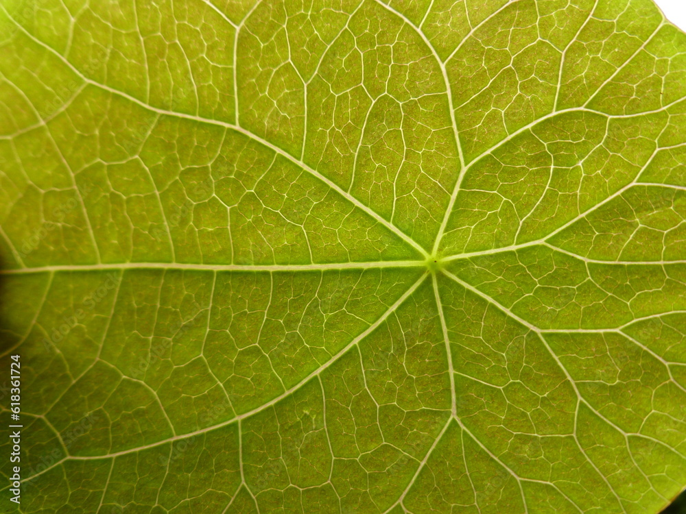 green leaf texture green leaf texture