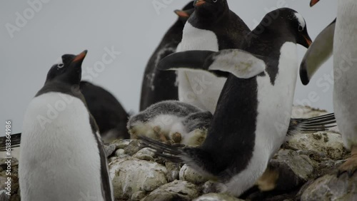 Penguin walking through colony in Antarctica