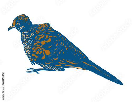 WPA poster art of a zebra dove, Geopelia striata, barred ground dove or barred dove on isolated white background done in works project administration or Art Deco style.