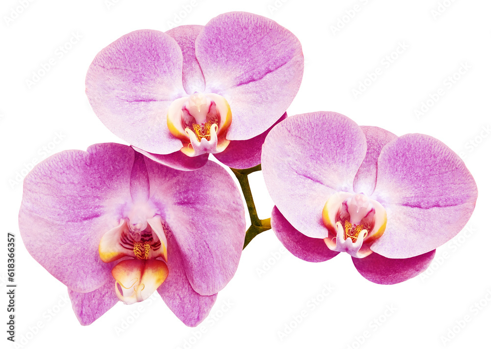 Phalaenopsis purple flower, isolated background with clipping path. Closeup. Transparent background. For design. Nature. Phalaenopsis purple flower, isolated background with clipping path. Closeup. Transparent background. For design. Nature.