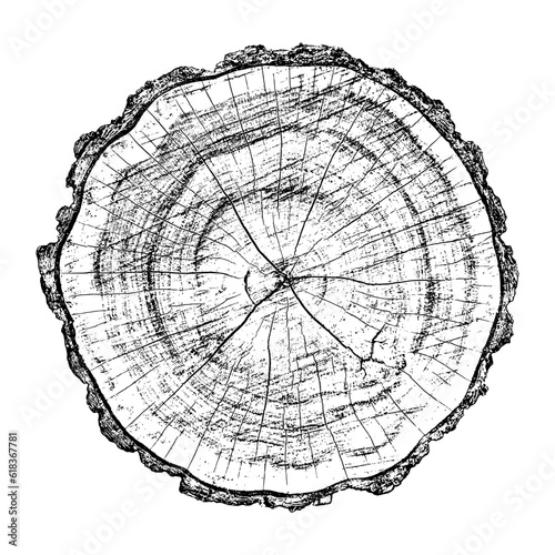 Wood texture cross section of tree rings. Cut slice of wooden stump isolated on white. Textured surface with rings and cracks. Black background made of hardwood from the forest. Vector illustration.