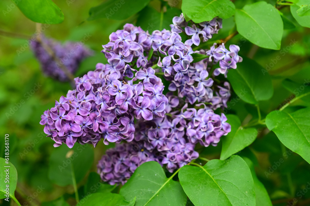 Beautiful violet lilac tree outdoors, closeup Beautiful violet lilac tree outdoors, closeup