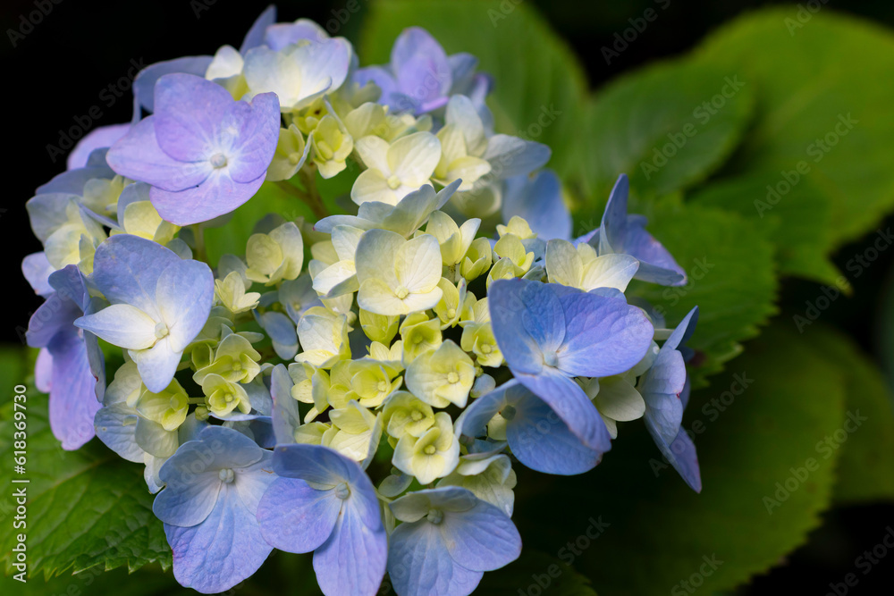 青紫の紫陽花