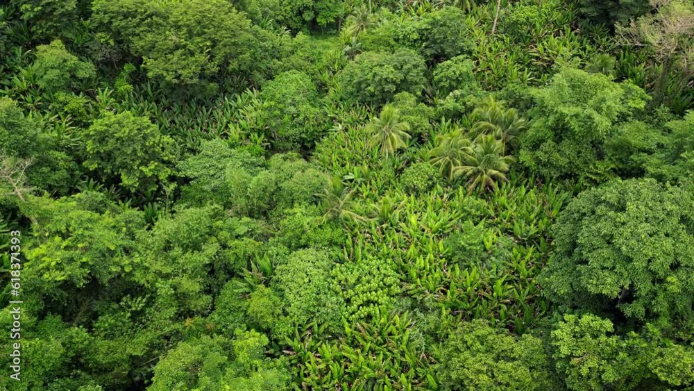 Overhead aerial dolly of dense Philippine rainforest on the tropical island of Catanduanes. Overhead aerial dolly of dense Philippine rainforest on the tropical island of Catanduanes.