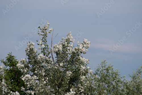 Arbre en fleur photo