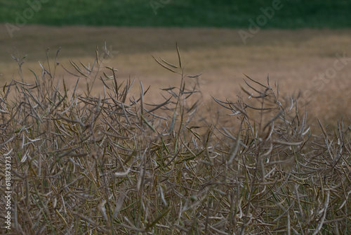 Champs de céréales